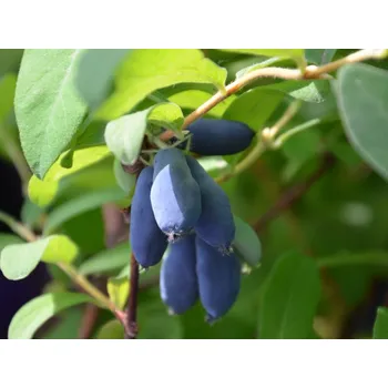 Sazenice Zimolez kamčatský 'Blue Bird' Balení: kontejner p9