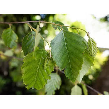 Sazenice Bříza čínská 'Fascination' Balení: kontejner C3