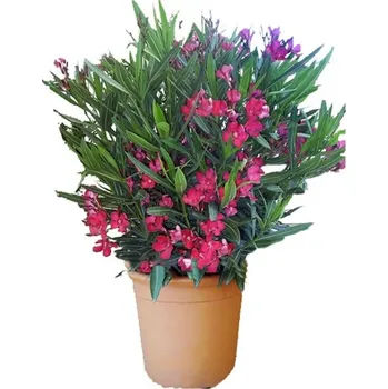 Sazenice Oleandr keř - bílý