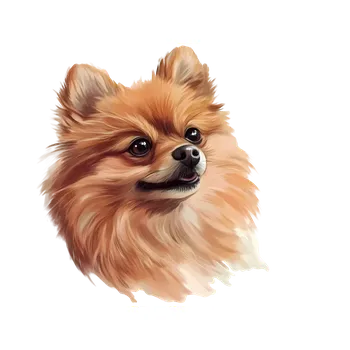 samolepka UV samolepka se psem Německý špic 5x4 (UV samolepka s plemeny psů , plemena )