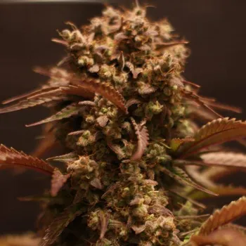 Semeno Doctors Choice - Purple Ryder Auto 1 ks