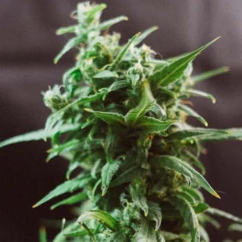 Semeno Doctors Choice - Ogre Auto 1 ks