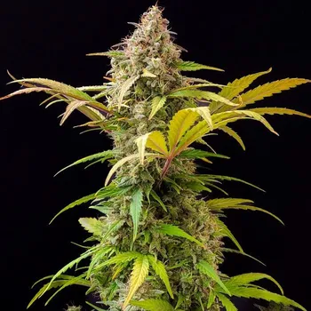 Semeno Doctors Choice - Lowryder Auto 1 ks