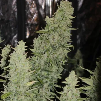 Semeno Doctors Choice - Niagara Auto 1 ks