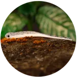 Redbass Smáček Big Snake White G - 15,5 cm 11 g