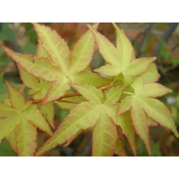 Sazenice Javor dlanitolistý 'Aureum' Balení: kontejner C2