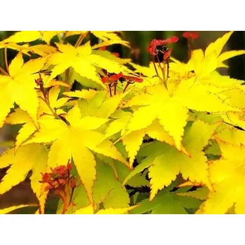 Sazenice Javor dlanitolistý 'Summer Gold' Balení: kontejner C2