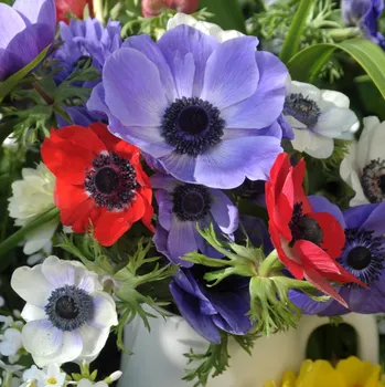 Semeno Směs sasanek - Anemone mix - hlízy sasanek - 15 ks