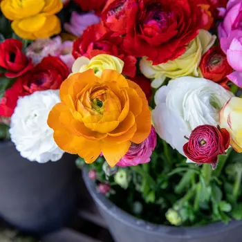 Sazenice Směs pryskyřníků - Ranunculus asiaticus mix - hlízy pryskyřníků - 15 ks