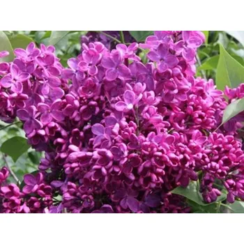 Sazenice Šeřík obecný 'Znamya Lenina' Balení: kontejner p9