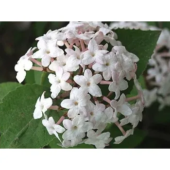 Sazenice Kalina vonná Balení: kontejner p9