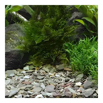 DENNERLE Natural Gravel Rio Xingu, 2 - 22 mm, 2,5 kg