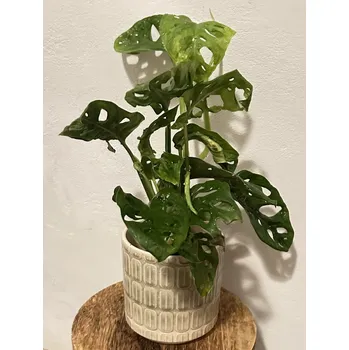 Sazenice Monstera Adansonii - Monkey Mask S