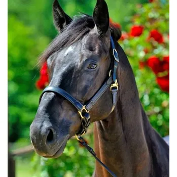 Kožená stájová ohlávka STÜBBEN NT tmavě hnědá FULL