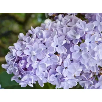 Sazenice Šeřík obecný 'President Grevy' Balení: kontejner p9