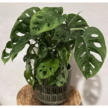 Sazenice Monstera Adansonii - Monkey Mask M