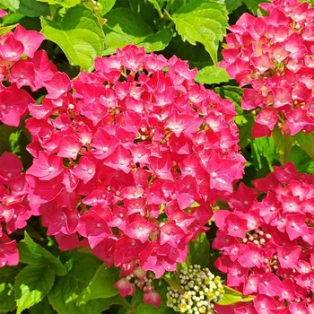 Sazenice Hydrangea macrophylla Red Wonder 20/30 cm