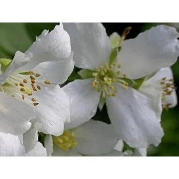 Sazenice Pustoryl 'Mont Blanc' Balení: kontejner p9