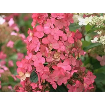 Sazenice Hortenzie latnatá 'Pink Diamond' Balení: kontejner p9