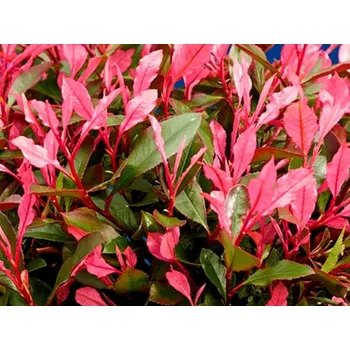 Sazenice Blýskavka Fraserova 'Little Fenna' Balení: kontejner p9