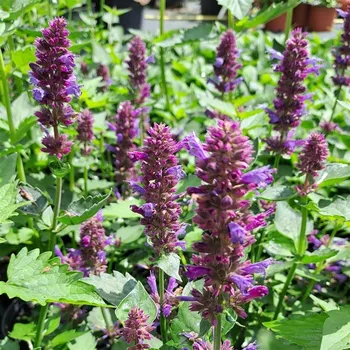 Sazenice Agastache x Blue Boa K 1,5L