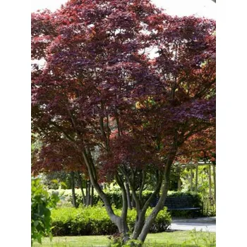 Sazenice Javor dlanitolistý 'Atropurpureum' Balení: kontejner p9