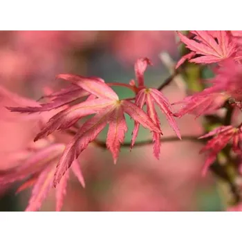 Sazenice Javor dlanitolistý 'Wilson's Pink Dwarf' Balení: kontejner C2