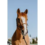 Provazová ohlávka s vodítkem NORTON Suède Hnědá/sv. hnědá FULL