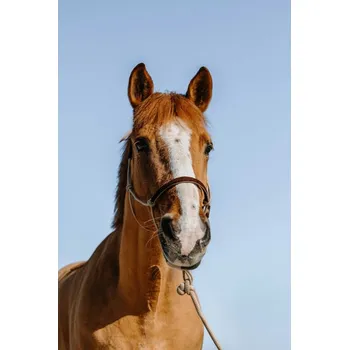 Provazová ohlávka s vodítkem NORTON Suède Béžová/hnědá FULL