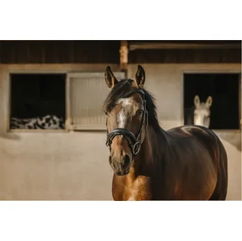 Uzdečka ERIC THOMAS Bat Černá FULL