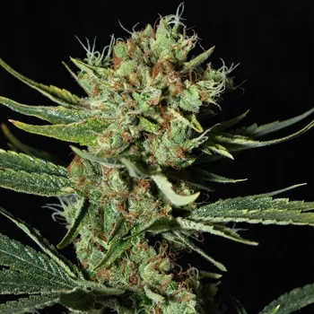 Semeno Eva Seeds - Only CBD 1:20 3 ks