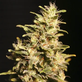 Pěstitelství Eva Seeds - Missing in Barcelona 3 ks