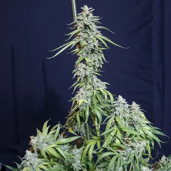 Semeno Eva Seeds - Super Watermelon Auto 3 ks