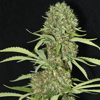 Semeno Eva Seeds - Jamaican Dream 1 ks