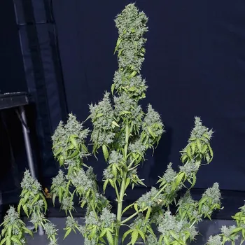 Semeno Eva Seeds - Magic Tree Auto 6 ks