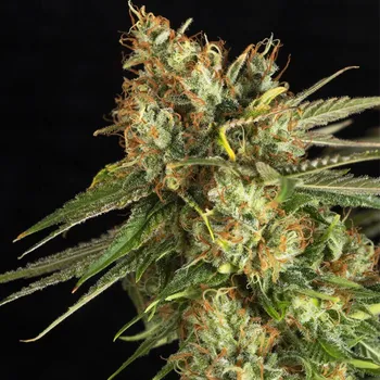 Semeno Eva Seeds - Lemon King 3 ks