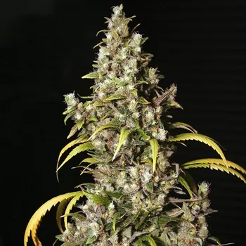 Semeno Eva Seeds - Monster 1 ks