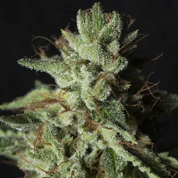 Semeno Eva Seeds - Gorilla Candy 1 ks