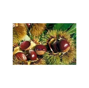 Sazenice Castanea sativa ´Volou´ - kaštanovník