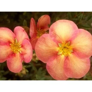 Sazenice Mochna křovitá 'Glamour Girl' KM01 Balení: kontejner p9