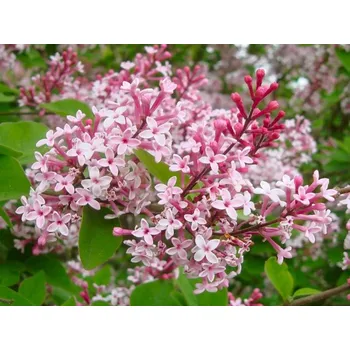 Sazenice Šeřík malolistý 'Superba' Balení: kontejner p9