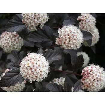 Sazenice Tavola kalinolistá 'Red Baron' Balení: kontejner p9