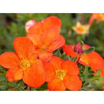 Sazenice Mochna křovitá 'Red Ace' Balení: kontejner p9