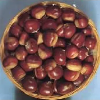 Sazenice Castanea sativa ´Maraval´ - kaštanovník jedlý