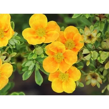 Sazenice Mochna křovitá 'Mango Tango' Balení: kontejner p9