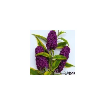 Sazenice Buddleia davidii Santana 30/40 cm