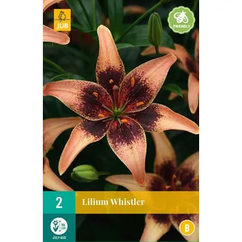 Cibulovina Lilie Whistler "B" 2 ks