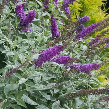 Sazenice Buddleia davidii Miss Violet 30/40cm