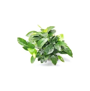 Akvarijní rostlina Anubias barteri var. Nana 'Bigfoot'