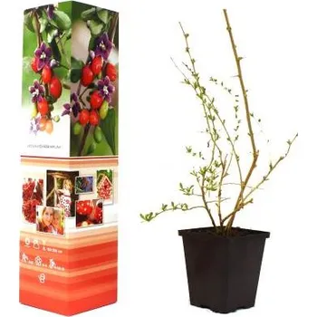 Sazenice Kanadská borůvka Blueberry Vaccinium corymbosum